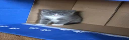 Ragdoll cats for sale: Beautiful kittens  in Nottingham - Advert 2