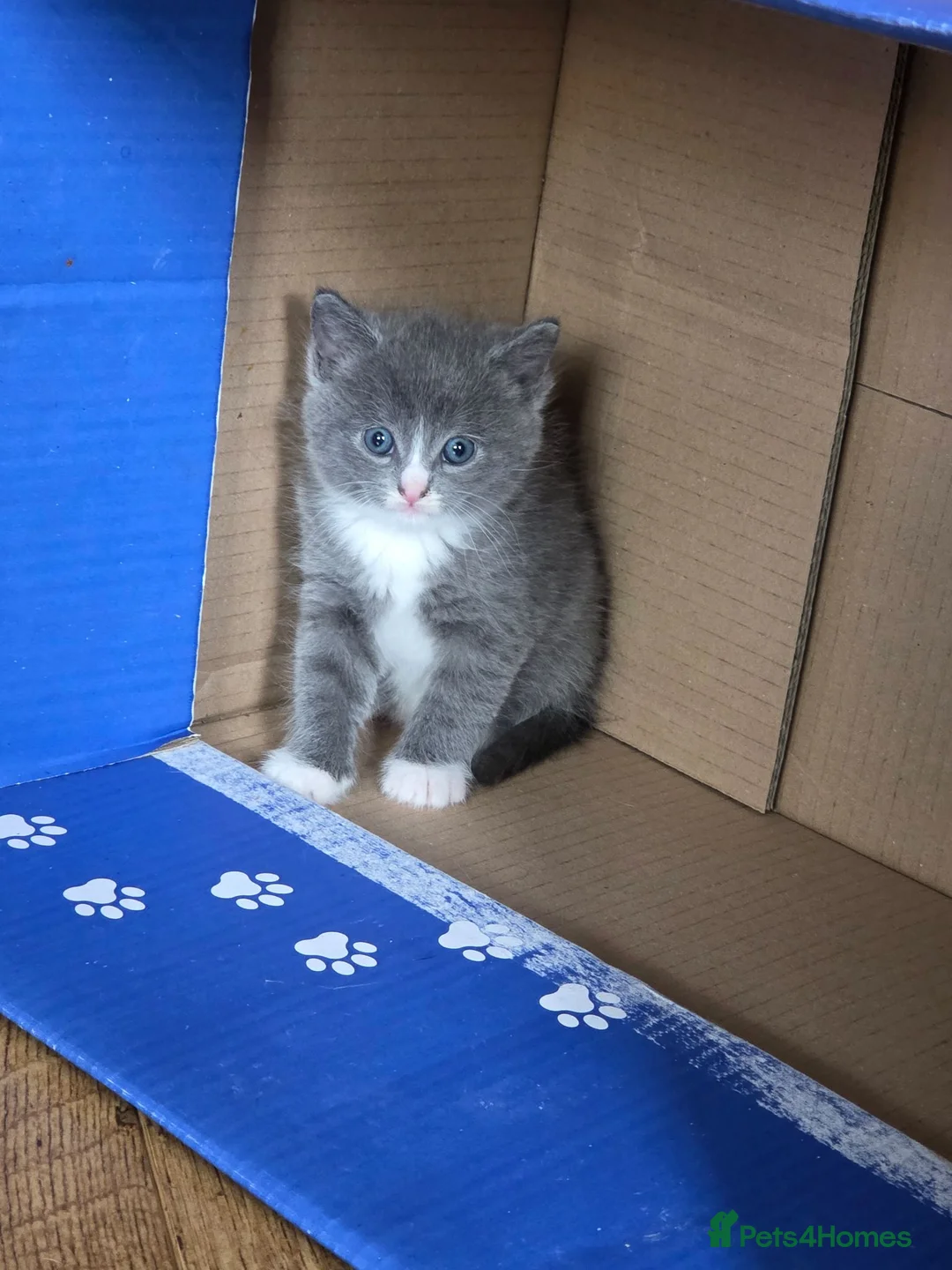 Ragdoll cats for sale: Beautiful kittens  in Nottingham - Advert 2