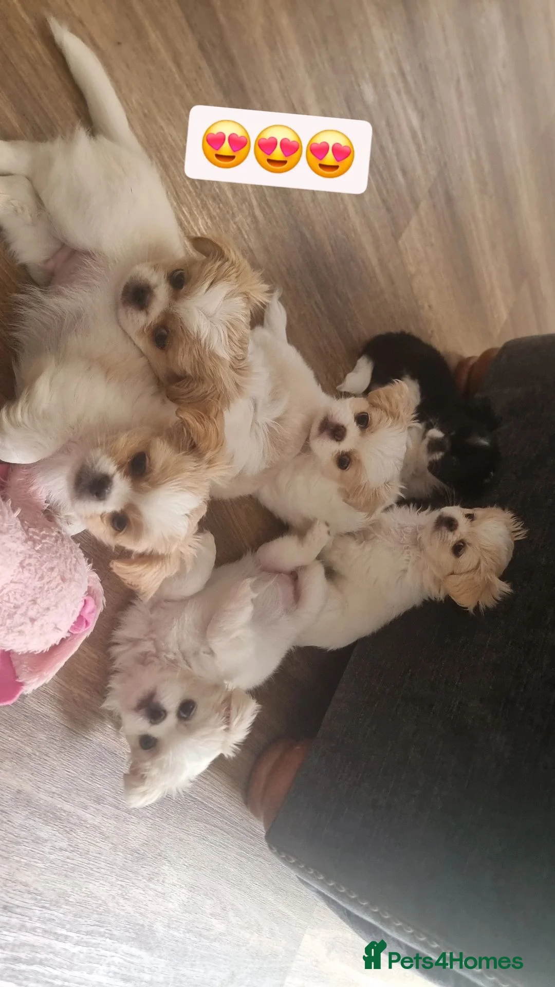Mixed Breed dogs for sale: 6 gorgeous Pekingese x Tibetan Spaniel puppies in Wirral - Advert 1