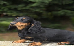 Dachshund dogs for sale: Long Coated Standard Dachshund - Crufts Potential - Image 4