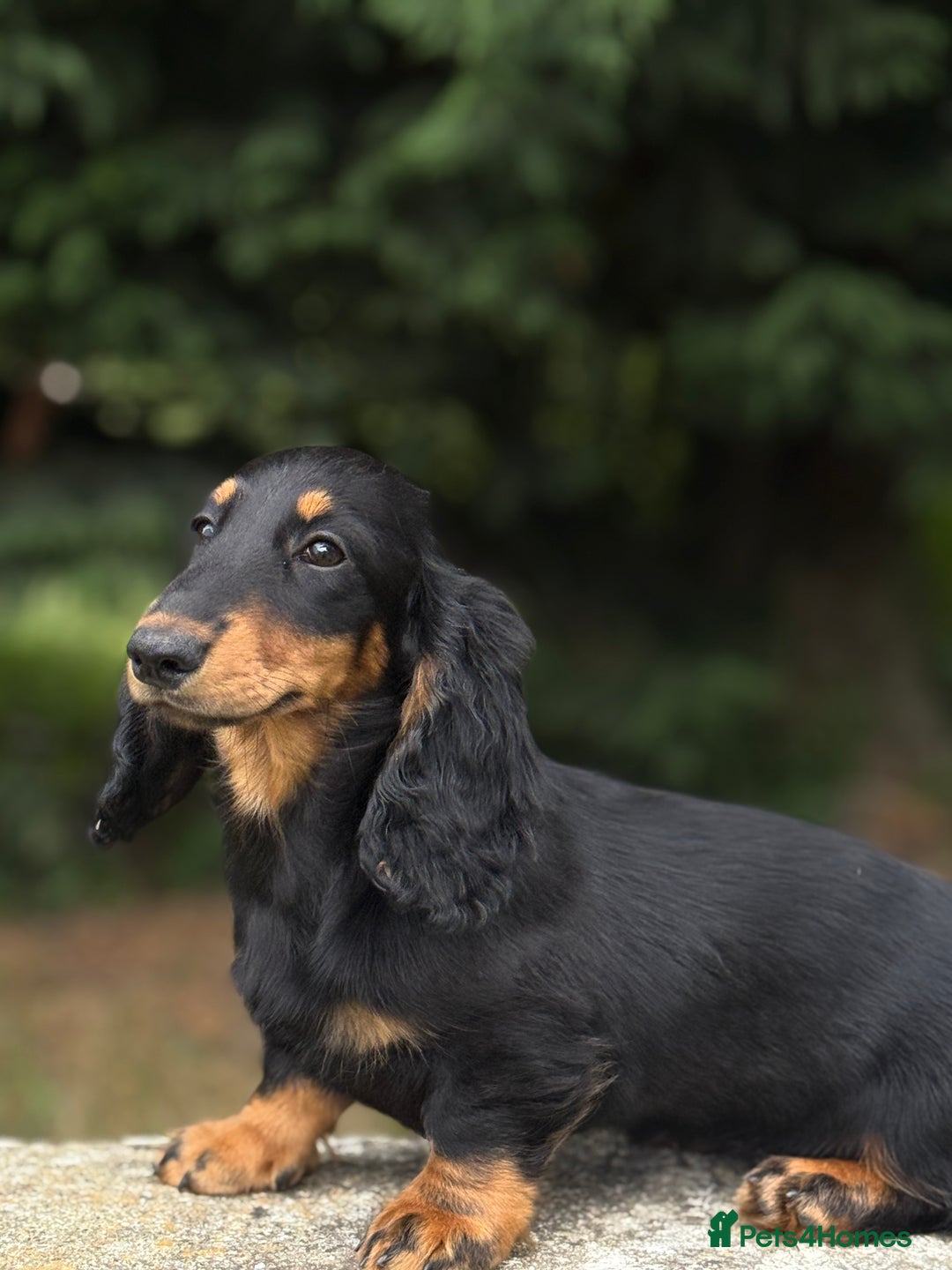 Dachshund dogs for sale: Long Coated Standard Dachshund - Crufts Potential - Image 4