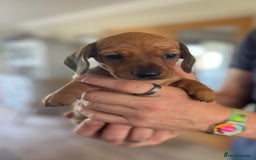 Miniature Dachshund dogs for sale: Mini Smooth Haired Dachshund - Image 4