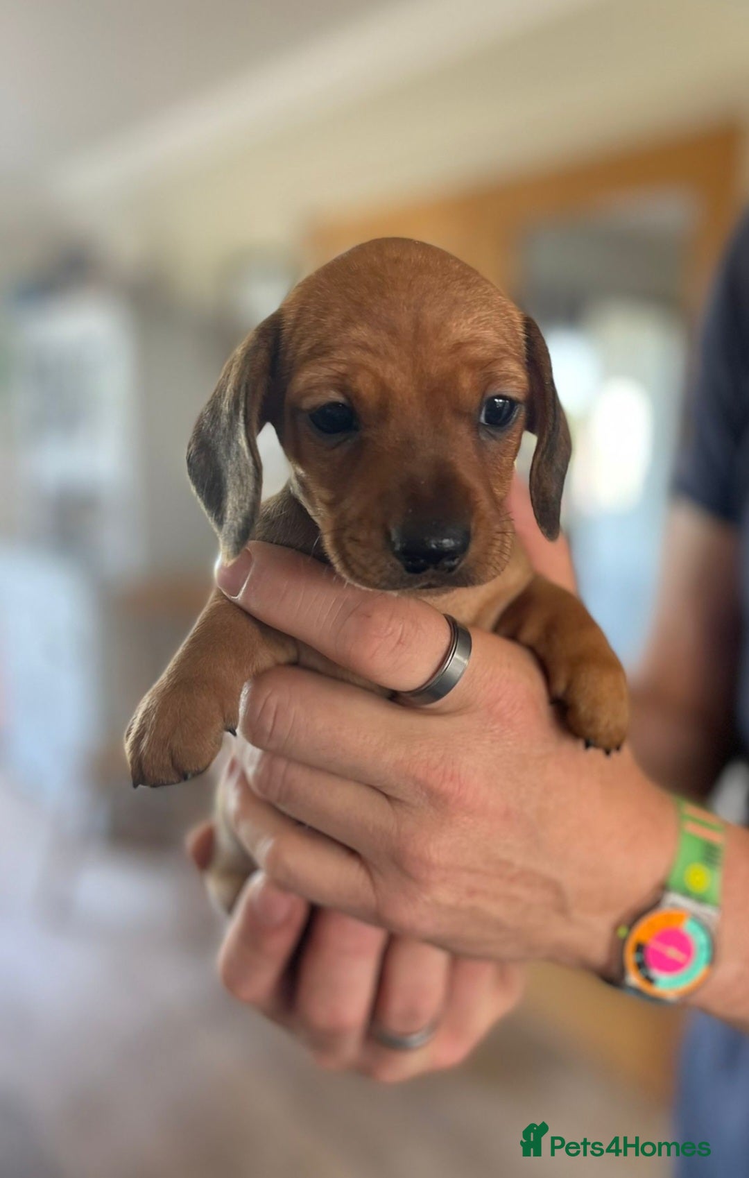 Miniature Dachshund dogs for sale: Mini Smooth Haired Dachshund - Image 4