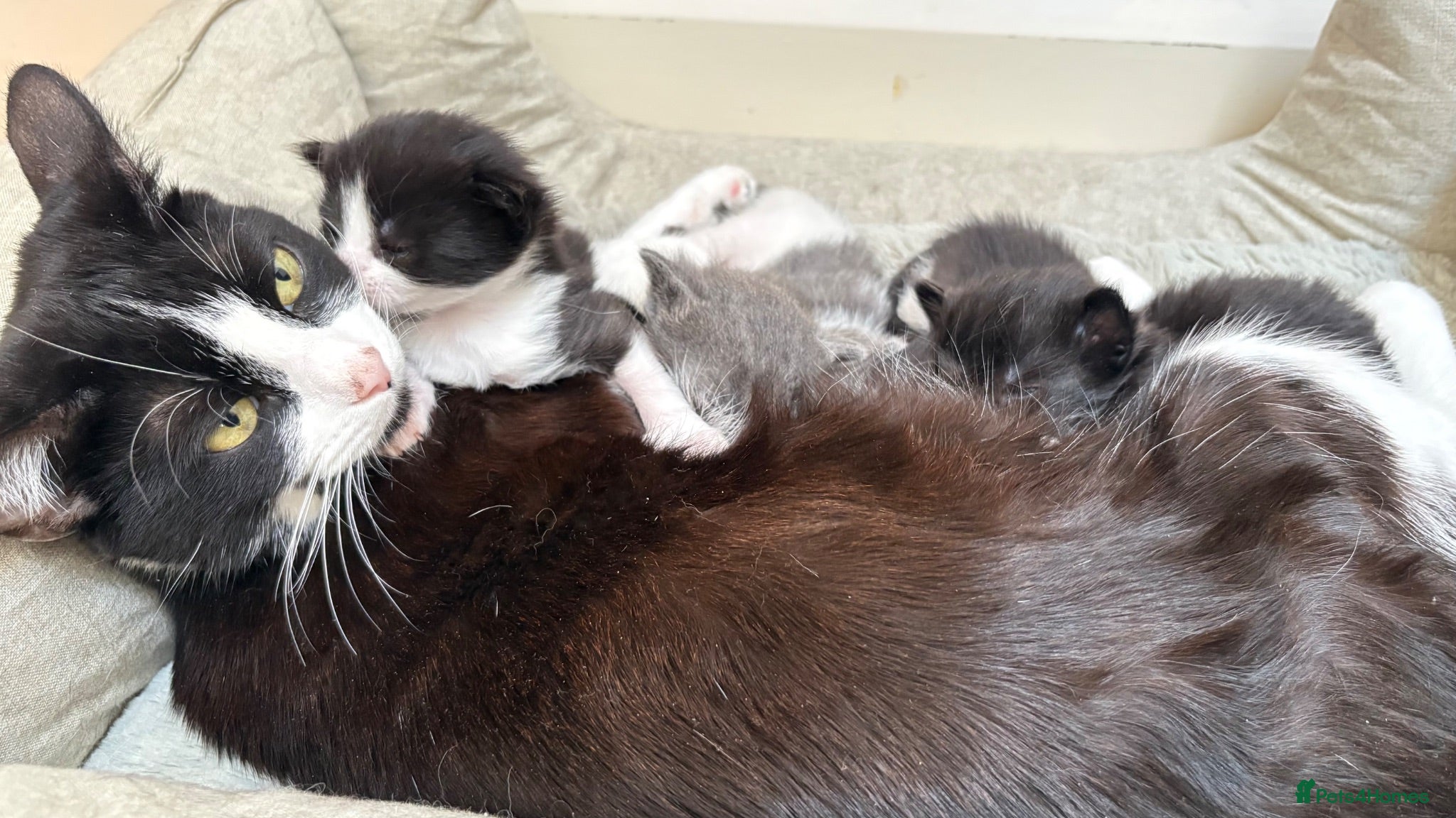 British Shorthair cats 5 loving kittens looking for their forever homes  - Advert 5