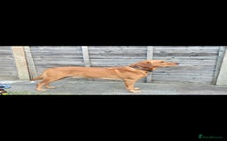 Labrador Retriever dogs for stud: Noah - Fox Red labrador pedigree -For Stud - Image 3