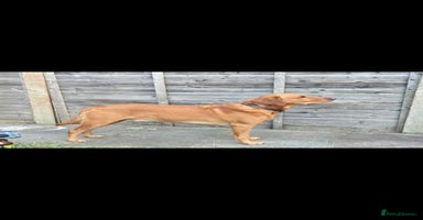 Labrador Retriever dogs - Advert 11