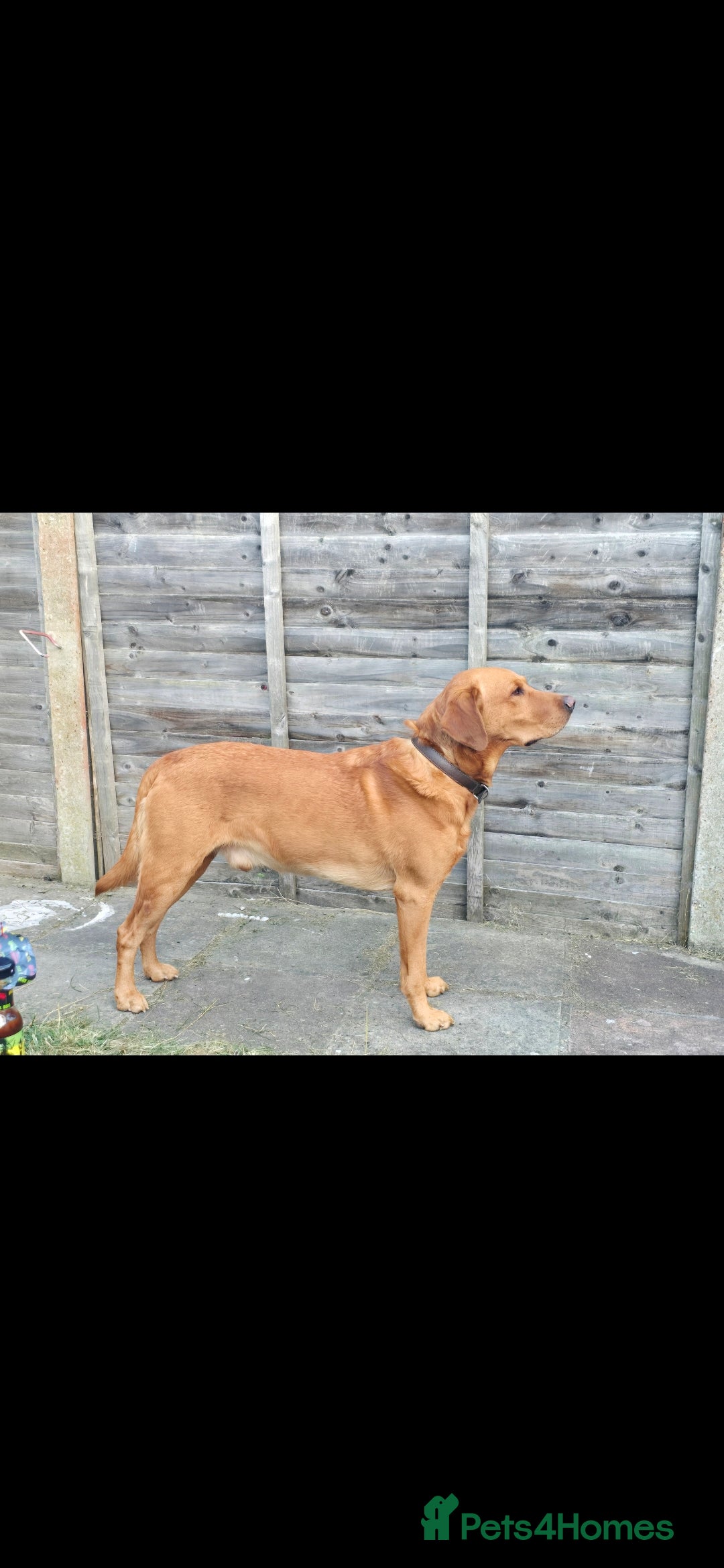 Labrador Retriever dogs for stud: Noah - Fox Red labrador pedigree -For Stud - Image 3