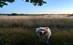 German Shepherd dogs for sale: Valentine - Image 4