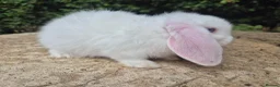 Mini Lop rabbits for sale: 🍓Gorgeous mini lop babies 🍓 - Advert 6