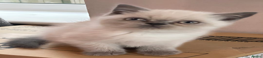 Persian Kitten 3