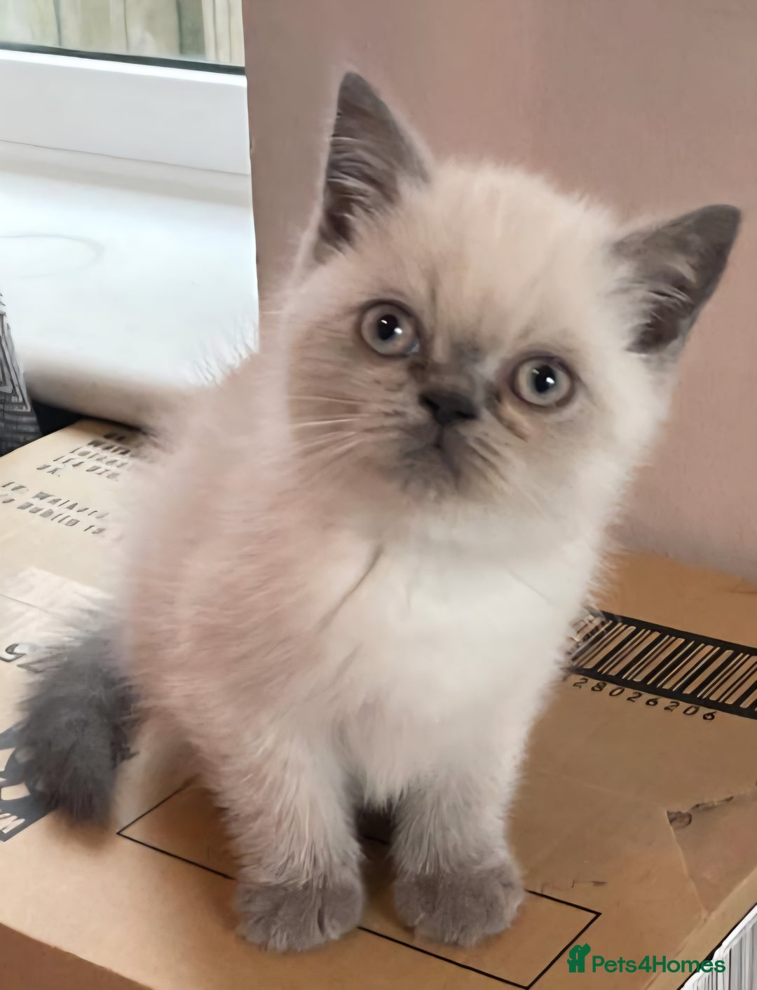 Persian cats for sale: Colourpoint blue/blue lynx  - Image 3