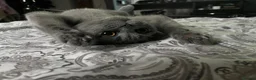 British Shorthair cats for sale: 🐾 Stunning Purebred British Shorthair Kittens - Advert 3