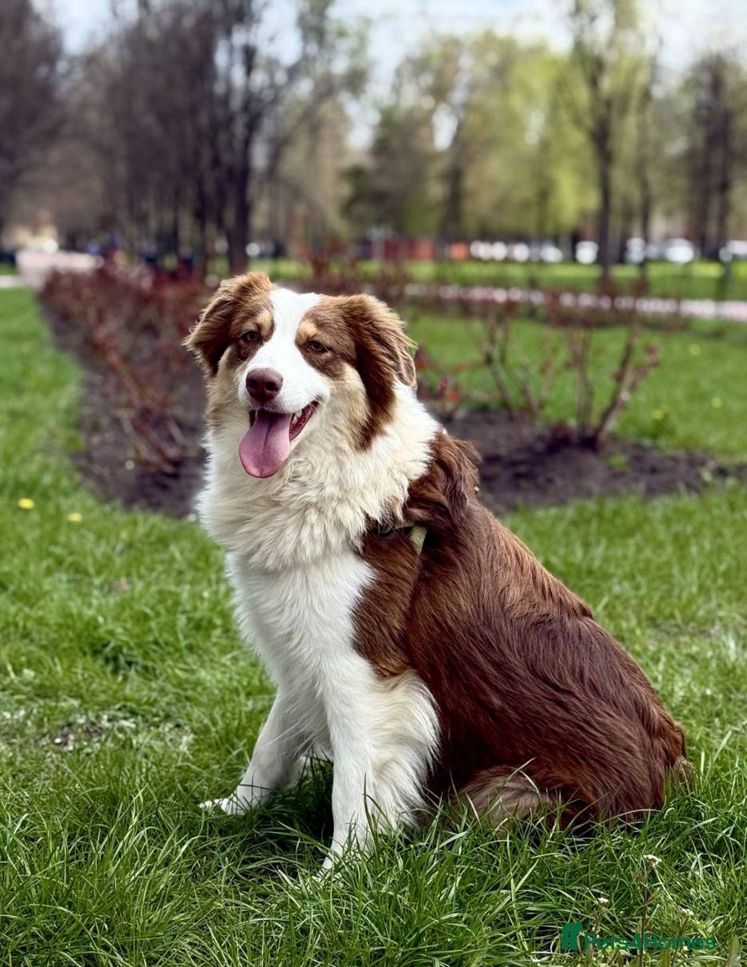 Australian Shepherd dogs for sale: Upcoming Litter – Australian Shepherd Puppies - Advert 6