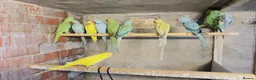 Mixed Breed birds for sale: Different types of birds *read description*  - Advert 2