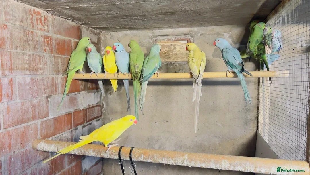 Mixed Breed birds for sale: Different types of birds *read description*  - Advert 2