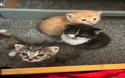 Domestic Shorthair cats for sale: Beautiful shorthair mixed colour kittens  - Image 26