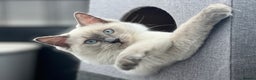 Mixed Breed cats for sale: Ragdoll mix girl needs new home - Advert 3