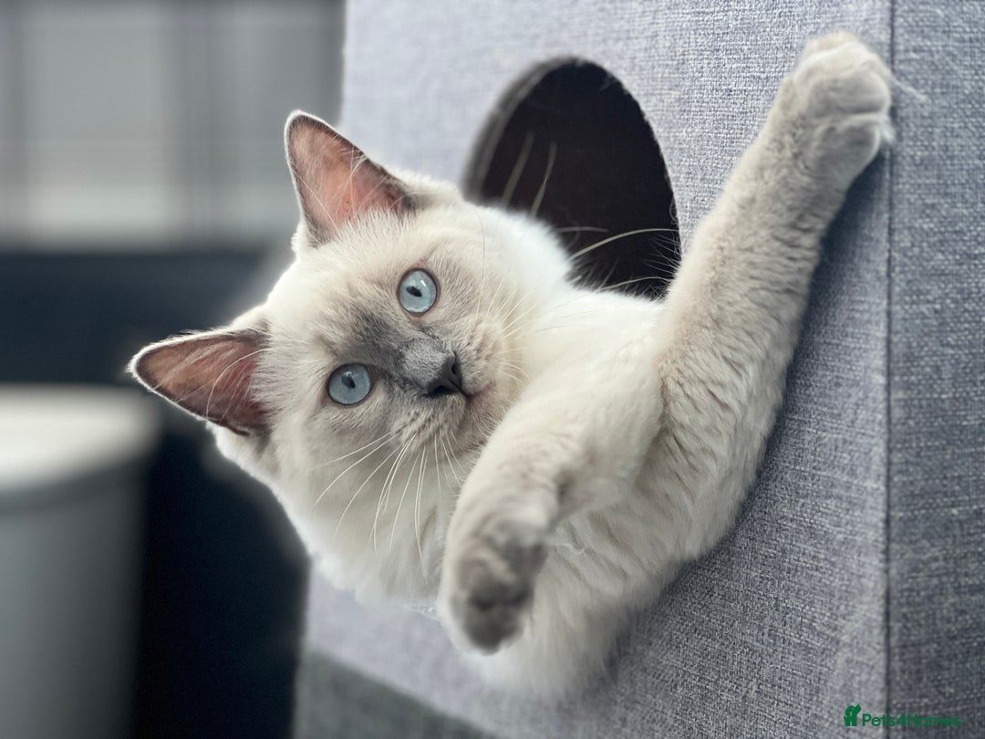 Mixed Breed cats for sale: Ragdoll mix girl needs new home - Advert 3