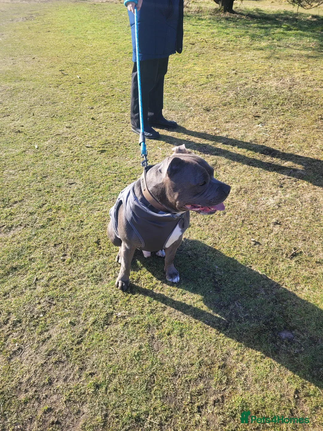 Staffordshire Bull Terrier dogs for stud: Blue Staffordshire bull terrier stud in Birmingham - Advert 8