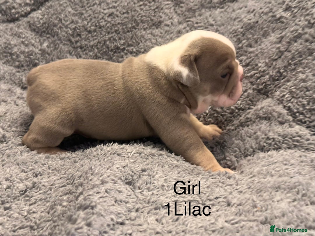 English Bulldog dogs for sale: QUALITY 5* ENGLISH BULLDOG PUPPIES - Advert 8