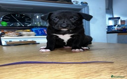 Mixed Breed dogs for sale: Blue american Shepard puppies - Image 6