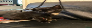 Mixed Breed Kitten 6