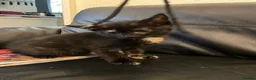 Mixed Breed cats for sale: 6 sweet kittens looking for a loving home! - Advert 3