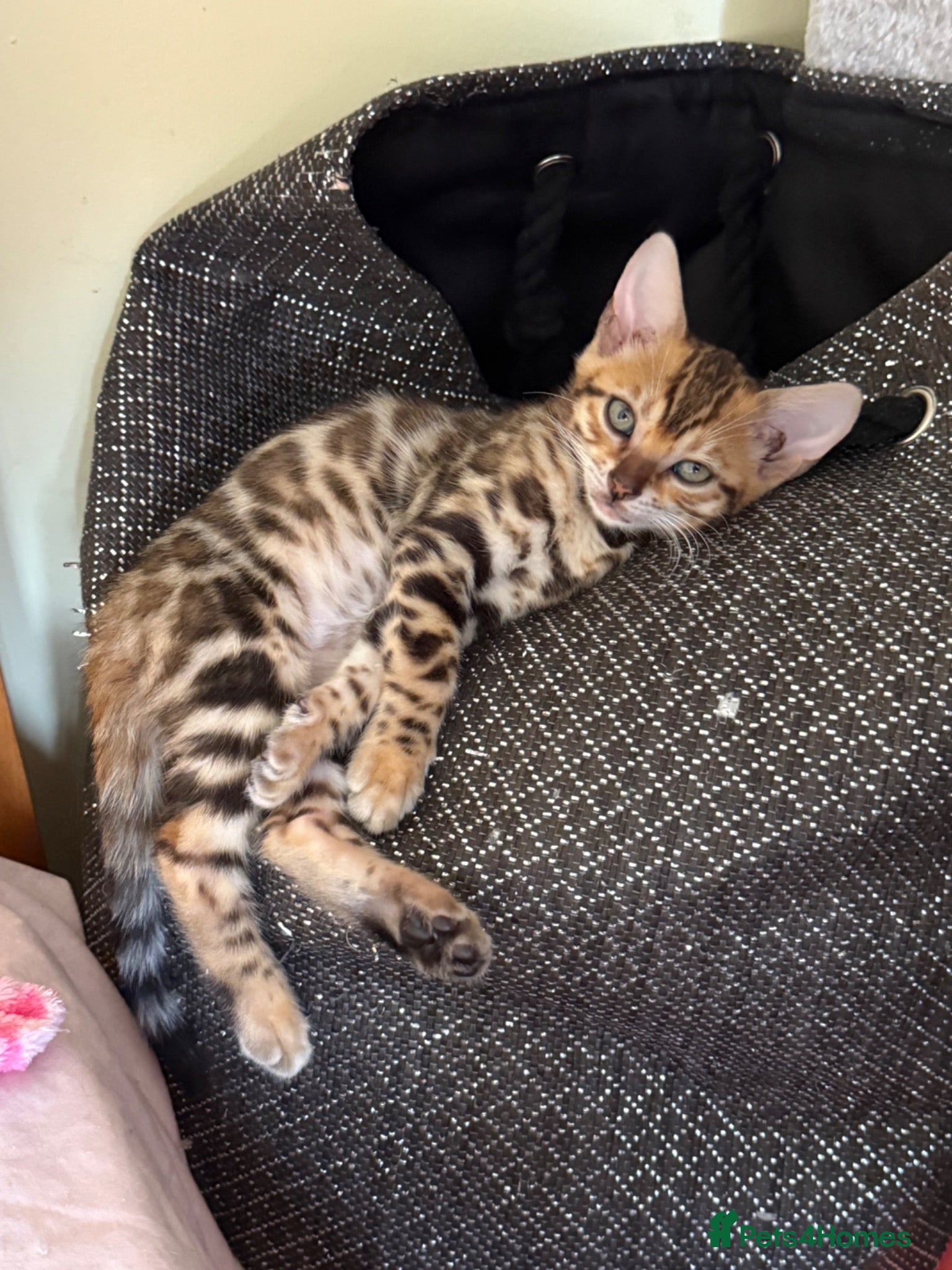 Bengal cats Stunning 🔥 TICA 🐾 Health Tested Bengal kittens - Advert 2
