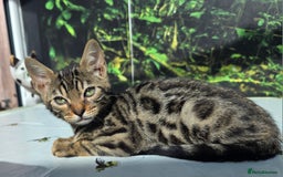 Bengal cats for sale: CUTE SNOW & BROWN BENGAL KITTENS (TICA REG) - Image 1