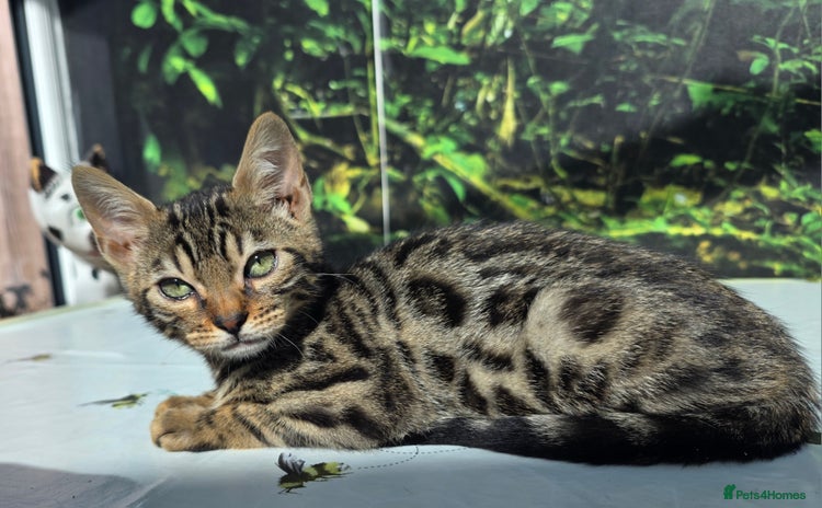 Bengal cats - Advert 3