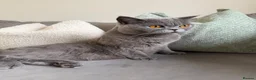 British Shorthair cats for sale: Two beautiful cats for adoption  - Advert 8