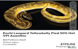 Python Snake reptiles for sale: Royal pythons  - Image 35