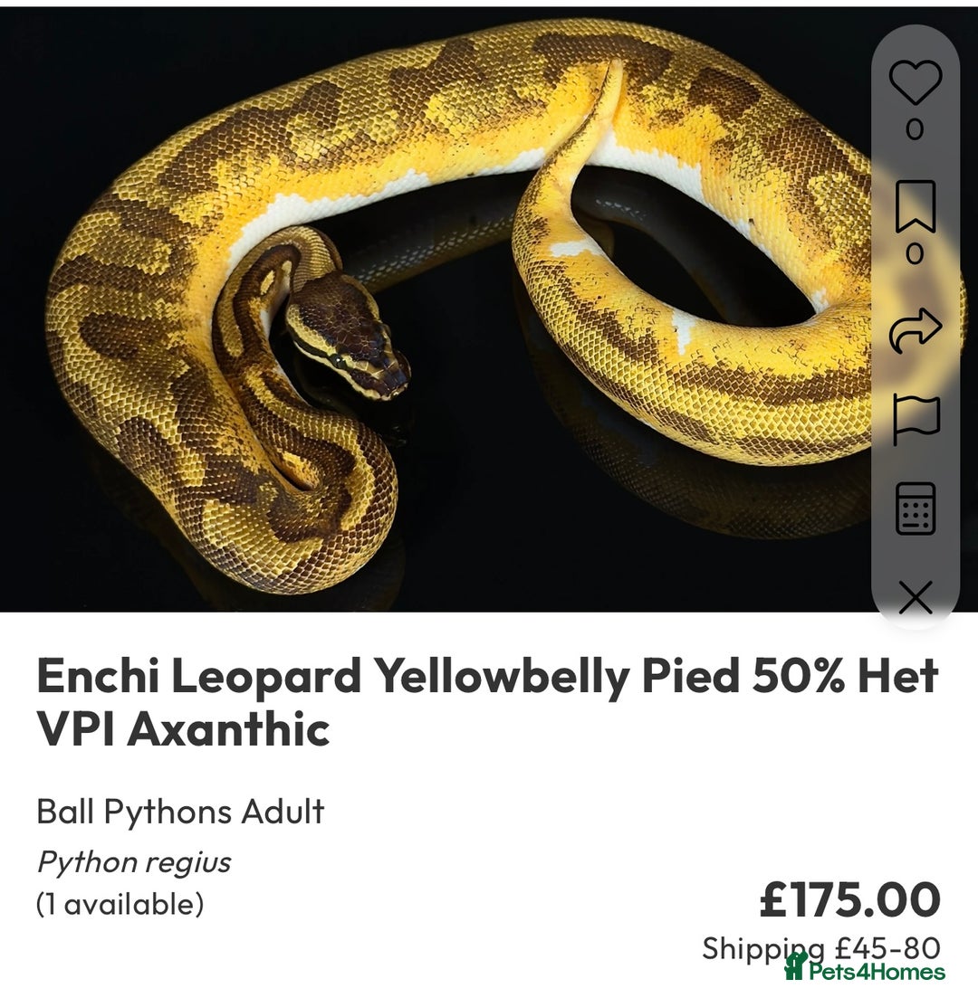Python Snake reptiles for sale: Royal pythons  - Image 35