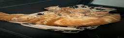 Domestic Shorthair cats for sale: Stunning ginger kittens  in Kinross - Advert 17