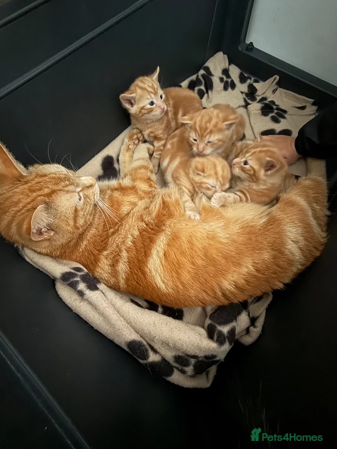 Domestic Shorthair cats for sale: Stunning ginger kittens  in Kinross - Advert 17