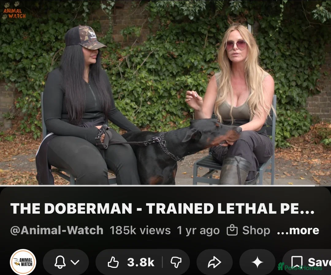 Dobermann dogs for stud: As featured on Animal Watch!🇷🇸 European doberman in Birmingham - Advert 2