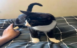 British Longhair cats for sale: 2 kittens 2-3 months old - Image 1