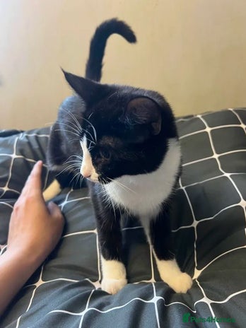 British Longhair cats - Advert 2