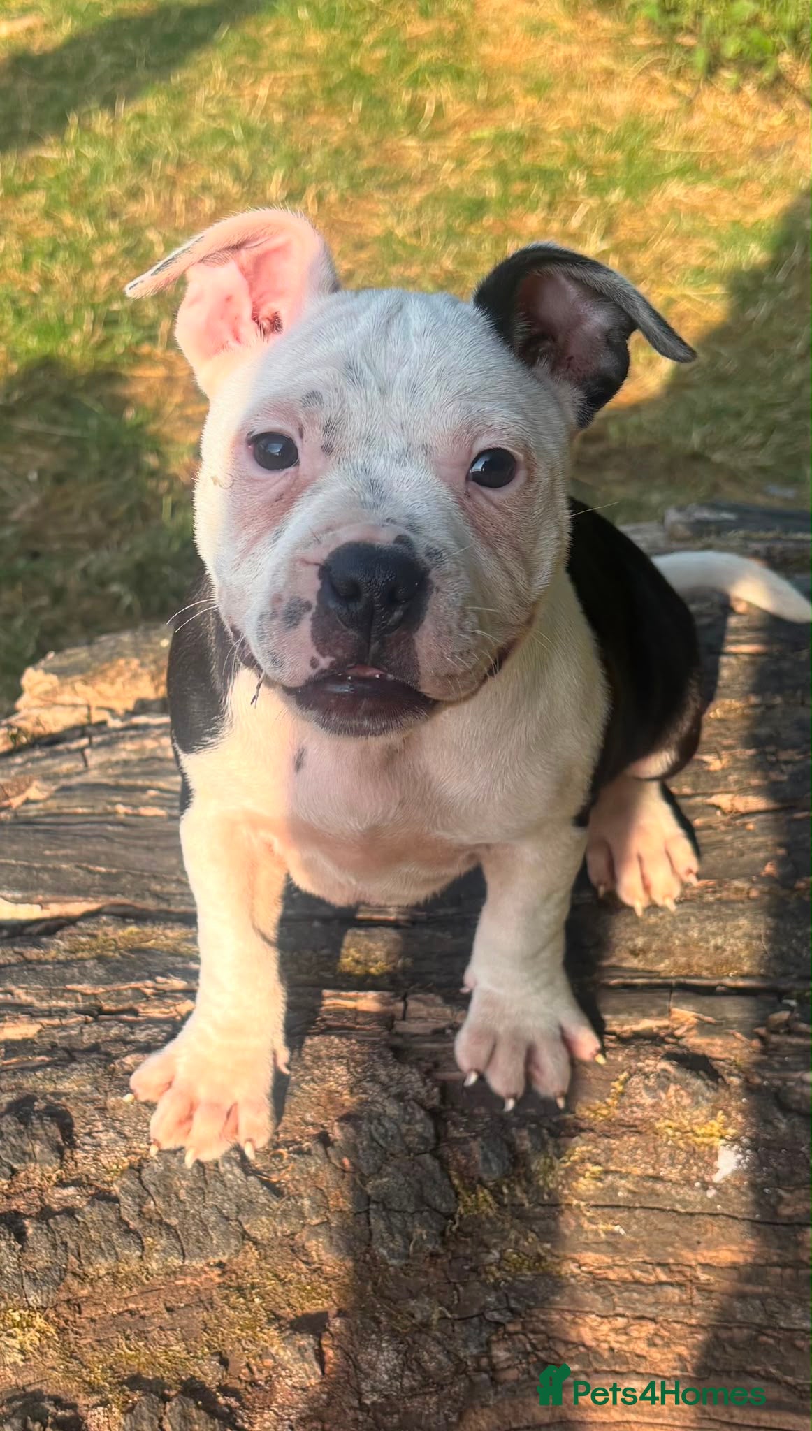 Staffordshire Bull Terrier dogs Adorable pied female staff puppy  - Advert 2
