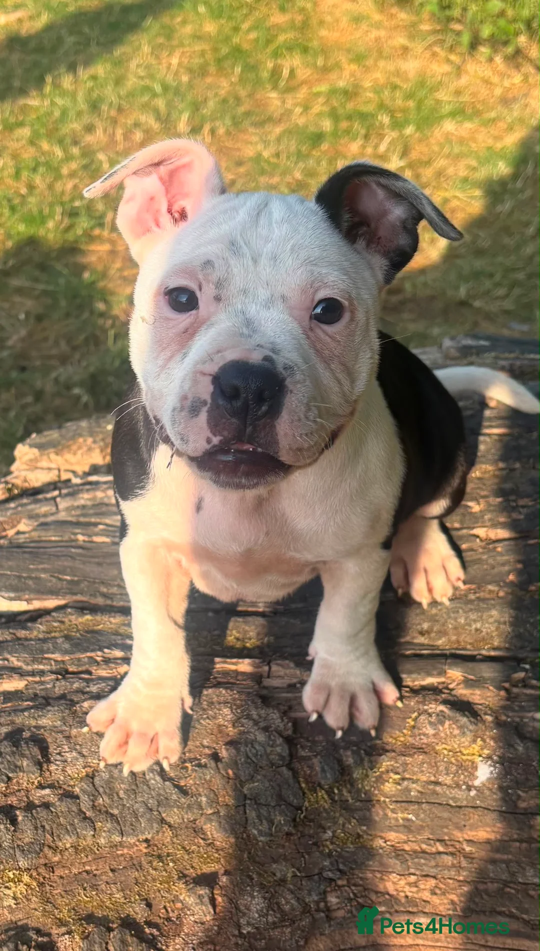 Staffordshire Bull Terrier dogs for sale: Adorable pied female staff puppy  - Advert 5