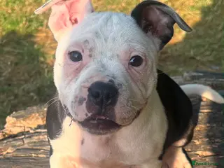 Staffordshire Bull Terrier dogs Adorable pied female staff puppy - Advert 2