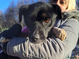 Mixed Breed dogs in Norwich - Advert 26