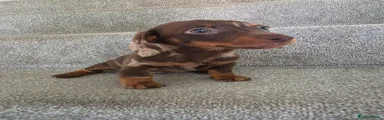 Miniature Dachshund 1
