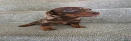 Miniature Dachshund dogs for sale: Chocolate Dapple girl - Advert 6
