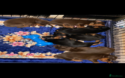 Dobermann dogs for sale: Beautiful Dobermann puppies - Image 18
