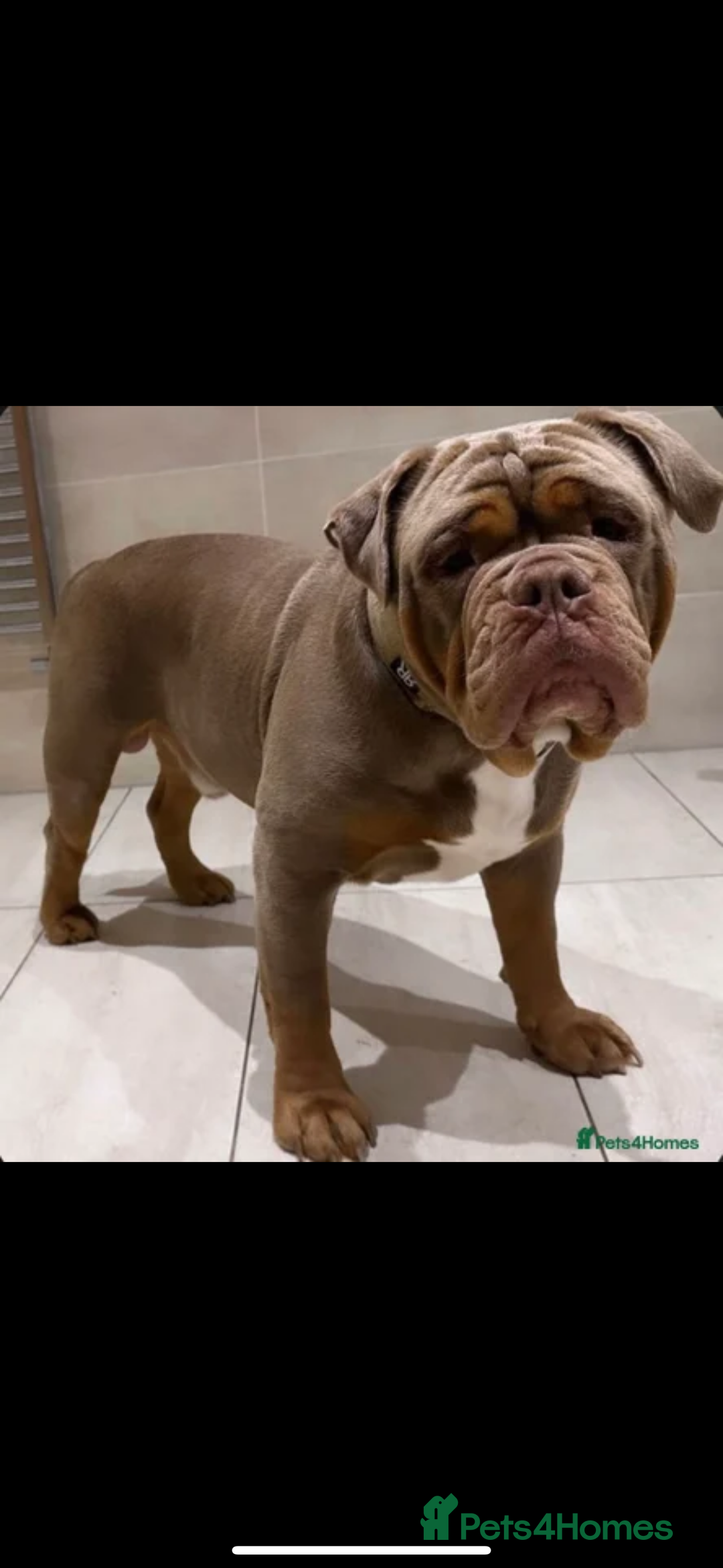 Mixed Breed dogs for sale: Beautiful old tyme bulldog puppies  ❤️ - Advert 2