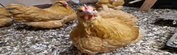 Chickens poultry for sale: Buff Orpingtons for sale - Advert 3