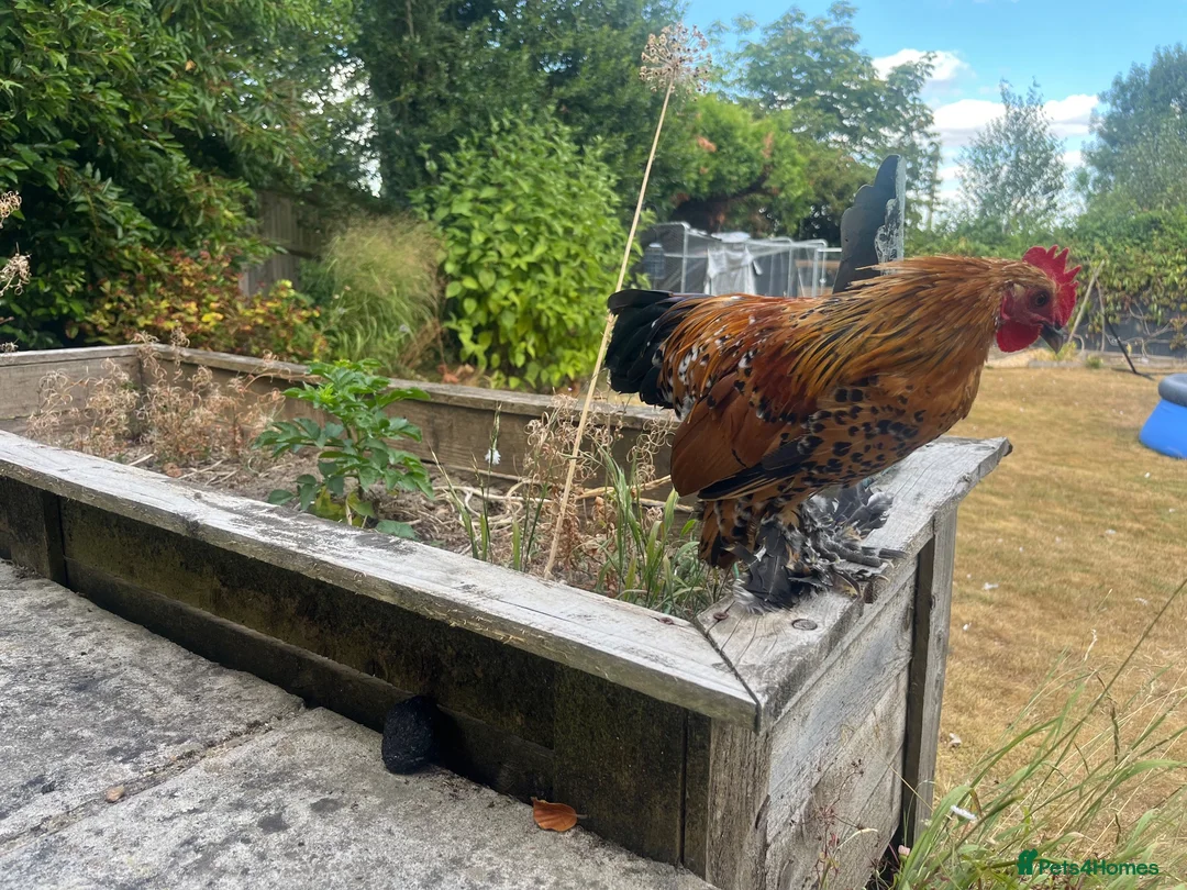 Chickens poultry for sale: 2 lovely sablepoot cockerels in Haywards Heath - Advert 5