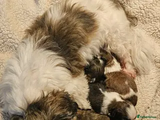 Shih Tzu dogs Shih tzu puppy - Advert 4