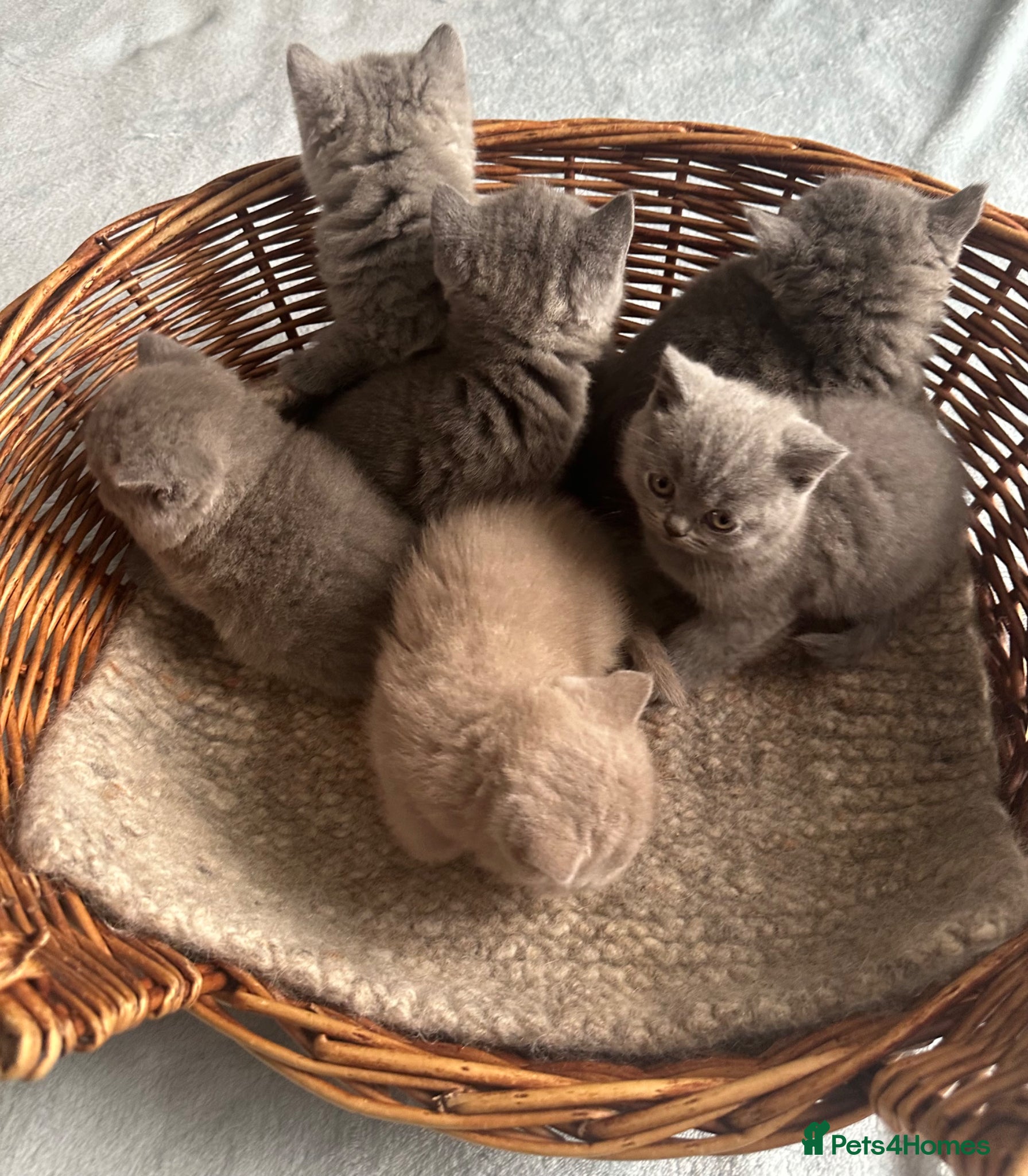 British Shorthair cats British Shorthair GCCF-registered Kittens  - Advert 2